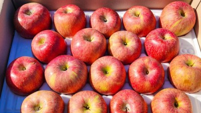 사과아락 득템 후기: 솔직한 사용 후기와 꿀팁 대방출!🍎